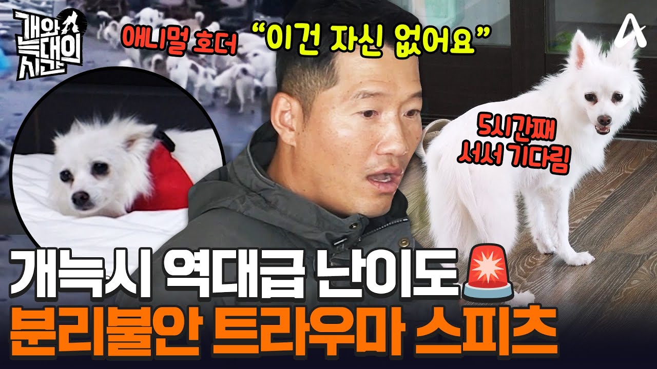 개늑시 최초 솔루션 실패?!🚨 애니멀 호더한테 당하고 역대급 분리불안 겪는 스피츠😱ㅣ개와 늑대의 시간