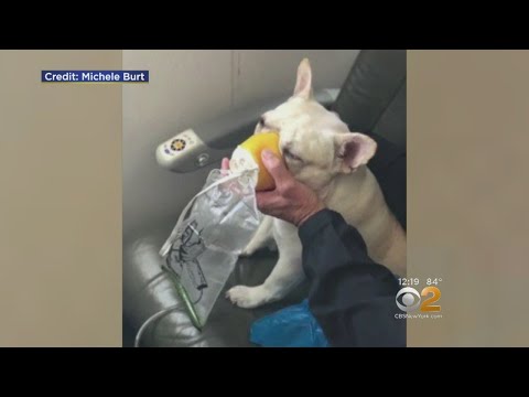Video: „JetBlue“lėktuvai lankytojams išgelbės šunų gyvenimą