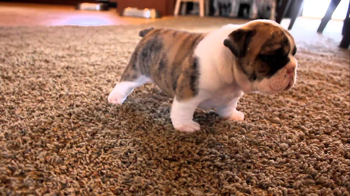 English Bulldog puppies learning to walk for the first time - DayDayNews