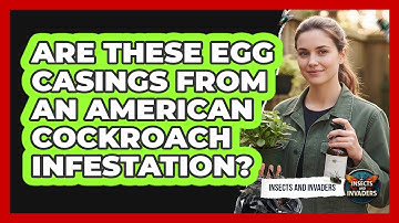 Are These Egg Casings From An American Cockroach Infestation? - Insects and Invaders