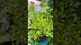 #DreamTrackAI My Fragrance flower plants #j4vlogs #plants #DreamTrackAI My Fragrance flower plants #j4vlogs #plants