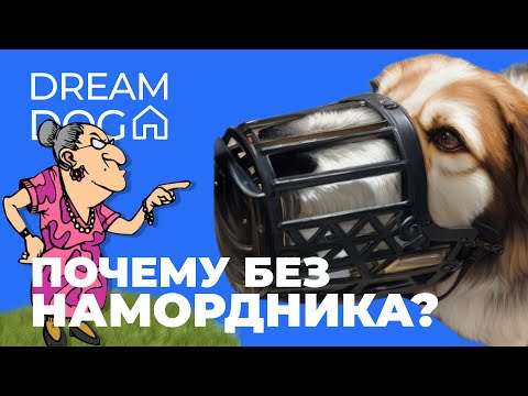 Приучить собаку к наморднику с нуля 🐶 Научить щенка ходить в наморднике 🐕 Какие бывают намордники 🐩