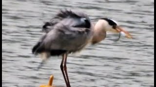 Heron fishing technique