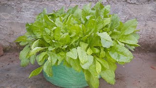 how to grow spinach at home | spinach | paalak