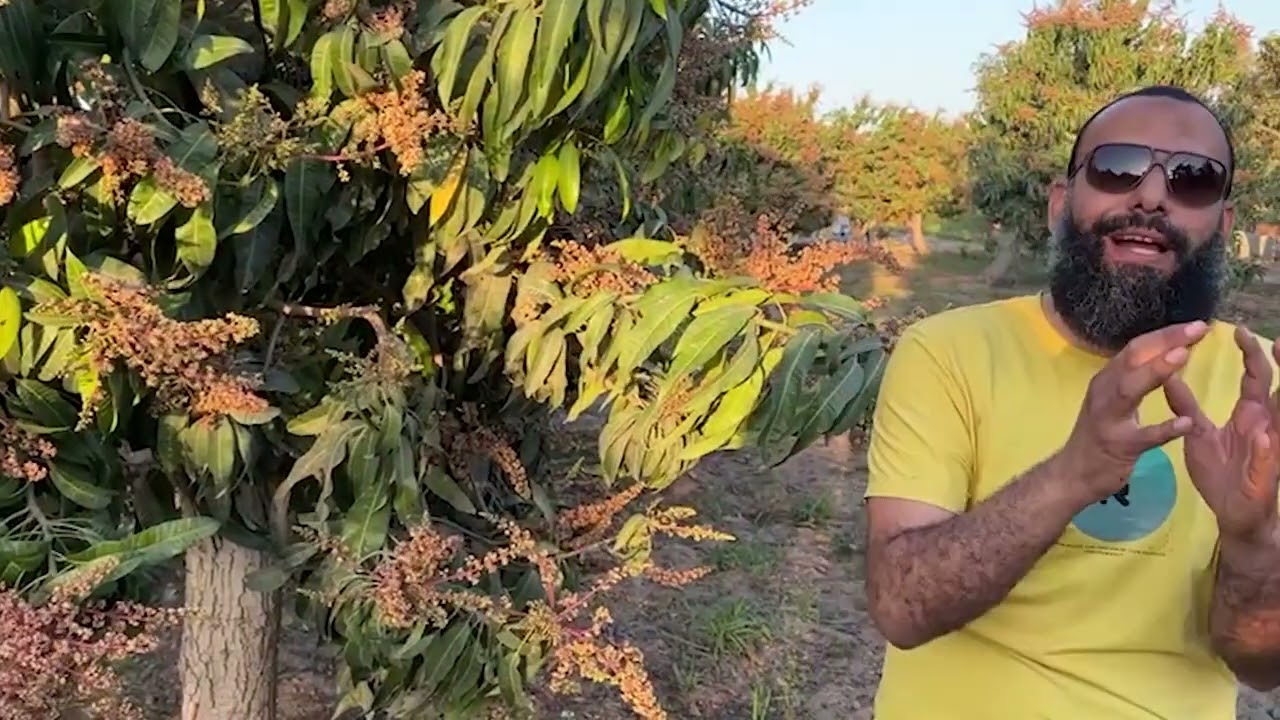 الفرق بين الاستثمار الناجح والاستثمار الفاشل واهم ثلاث عناصر غذائيه  للاشجار لتزويد الانتاج اضعاف