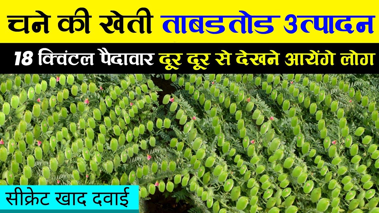 Chane ki Kheti | चने की खेती | chana ki kheti kaise karen | Doller gram farming | बुवाई से कटाई तक