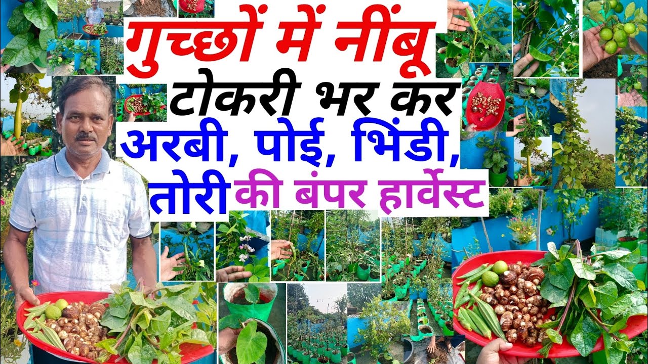 Broead Base Terrence गुच्छों में नींबू, टोकरी भर कर अरबी, पोई, भिंडी, तोरी | बंपर हार्वेस्ट ...