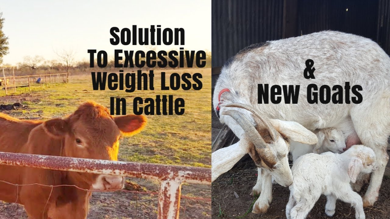 Cattle Are Skinny - Solution & New Goats Born