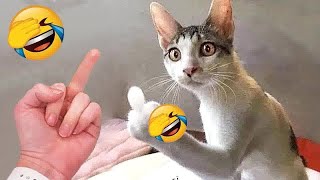 Hilarious Cats and Dogs  Funniest Animals 2024