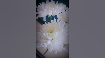 white flowers status|#phool|chrysanthemum flower|#shorts #youtubeshorts #trending #flower #flowers