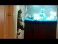 CAT COMPILATION that DESERVES AN OSCAR! - You will LAUGH YOUR BUTT OFF