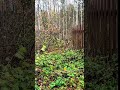 Железный клад #металлоискатель