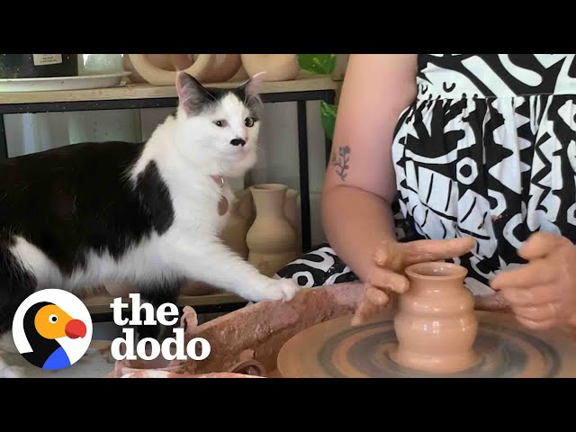Cat Can't Get Enough Of Mom's Pottery Wheel | The Dodo class=
