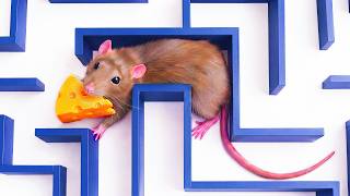 I Tested My Rats Against Impossible Obstacles