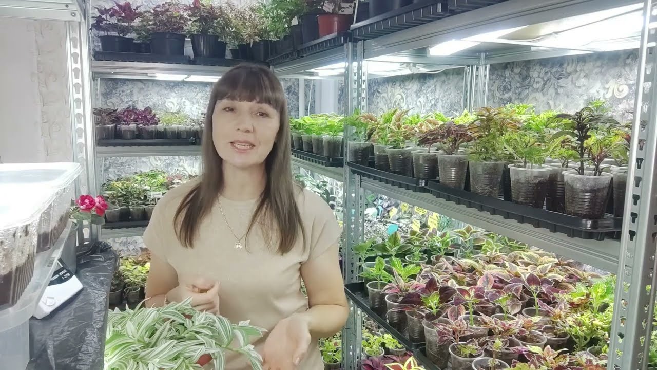 Как из худенькой традесканции и каллизии вырастить шикарный куст.Пышный куст из одной ветки .Обзор.