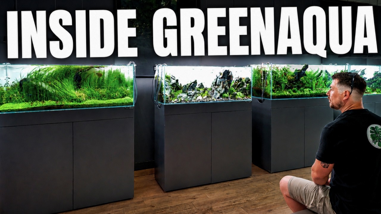 Inside GreenAqua's Incredible Aquascaping Gallery (Budapest)