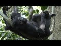 Mother and Infant Social Play in Wild Bonobos!