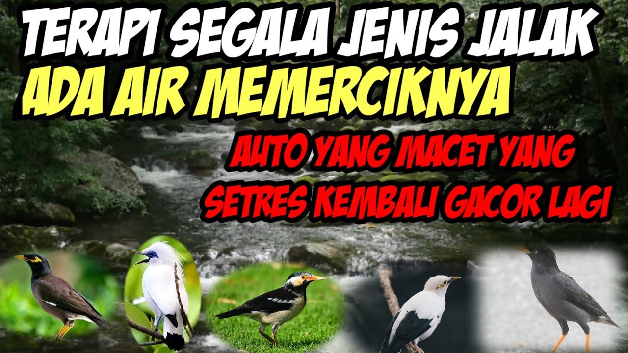 terapi segala jenis jalak paling ampuh langsung gacor lagi‼️