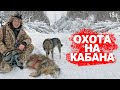 Охота на кабана монстра.  Но вышли кабанчики сеголетки