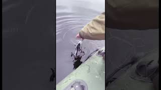 Fighting a Trophy Pike from the Boat: A Huge Fish Almost Snapped My Line!