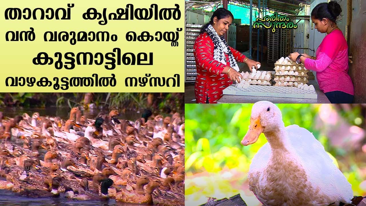 Kuttanad Vazhakootathil nursery makes big profit from duck farming | Haritham Sundaram EPI 329