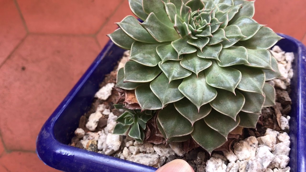 POWERS TO FLOWERS - Tacitus Bellus (Graptopetalum) Pianta Grassa Vera In Vaso 13cm | Con Omaggio Segreto