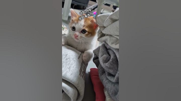 둘째 아기고양이 입양 2일째 모습~#shorts #새끼고양이  입양 #아기 고양이  적응기