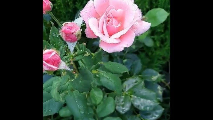 9 Types Of Black Roses | Black Rose Varieties - Youtube