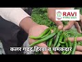 Ravi Hybrid Seeds Chilli - Bhavna Testimonial Video.. रवी हायब्रीड सीड्स मिरची - भावना 285 @सिल्लोड