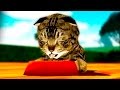 Играем в СИМУЛЯТОР КОШКИ #2 Приключение котенка Кида #ПУРУМЧАТА