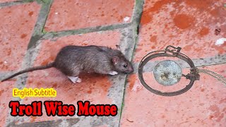 How to trick and trap wise mice - Cách lừa và bẫy chuột khôn ngoan // Nuy Valo
