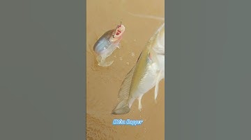 #Shorts / Tuyệt chiêu câu cá kết cá sửu mồi này nó khoái lắm miền tây sông nước #KiềmRapper