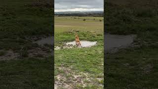Playful Dog Dives Into a Puddle