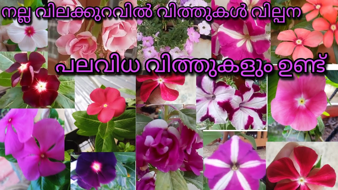 ഹാങ്ങിങ് ഗ്രൗണ്ട് വിങ്ക കാശു തുമ്പ പെറ്റൂണിയ എല്ലാ വിത്തുകളും ഉണ്ട് 🥰🌱🌹