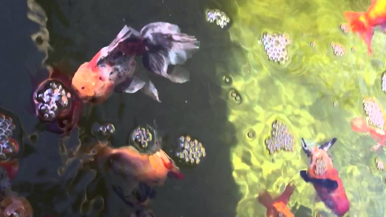 Fancy goldfish pond video YouTube