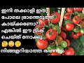 ഇനി തക്കാളി ഭ്രാന്തെടുത്ത് കായ്ക്കണോThakkali krishi reethi malayalam/Tomato cultivation tips kerala