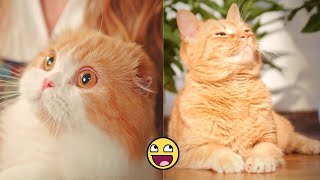 Celebrity Cuteness Explosion! Watch These Kittens Melt Your Heart! Profile