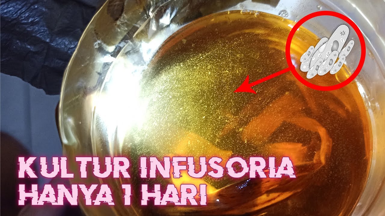 HANYA 1 HARI !! CARA MUDAH MEMBUAT INFUSORIA UNTUK PAKAN BURAYAK CUPANG (MEDIA DAUN PISANG KERING)