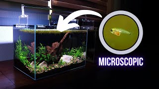 MICRO BELLY of SPARKLING GOURAMI BABY is finally FULL | EP6 Nano Community Aquarium