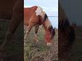 Horse 🐎 with an unusual black and white mane Лошадь 🐴 с необычной чёрно-белой гривой + #horse