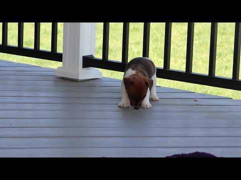 Jack Russell Puppies