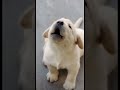 Are Cute Puppy Videos Overrated? Let's Find Out #shorts #cutepets #cutepuppy #shortvideo #funny