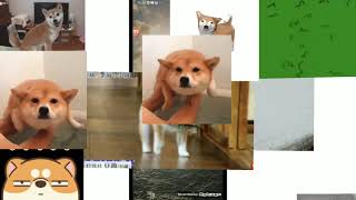 shiba inu gif pr 2.