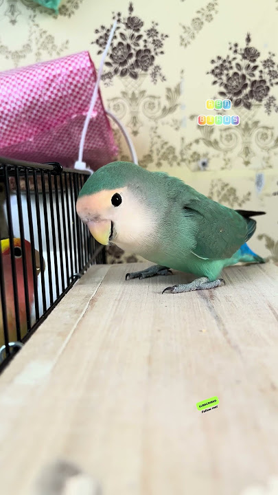 Lovebirds talking #rbnbirds #birds #pets #shorts