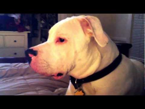 Dogo needs his AC!