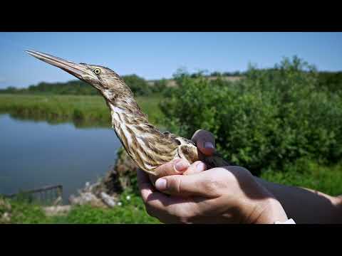 Video: Močiarny Saxifrage