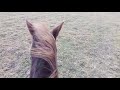 коні: приїхав на ферму 🐎🐂