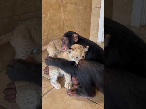 Videó: Pet Scoop: Tengeri oroszlán kölykök 100 kilométernyi belföldön, csimpánzok Erős fa használata ágyakhoz