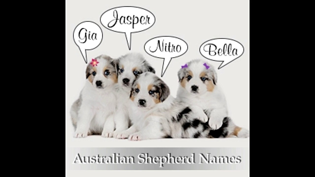 fredelig værdig spray 200 Adorably Cute Names for Your Australian Shepherd Puppy - YouTube