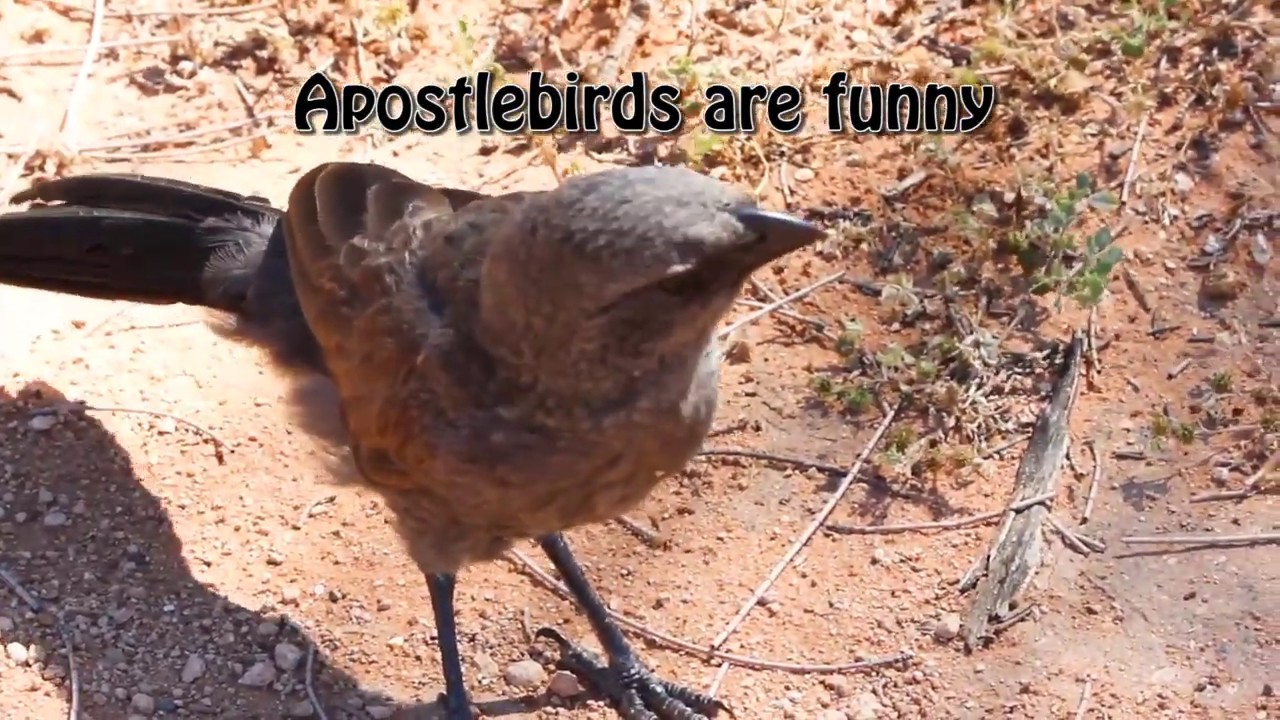 apostlebird call Apostlebirds: weird birds of Australia